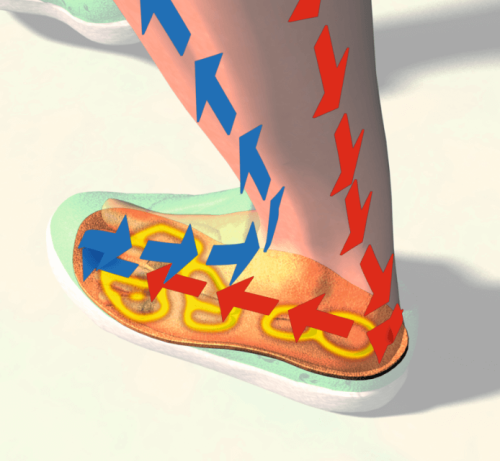Diabeto circulation.PNG