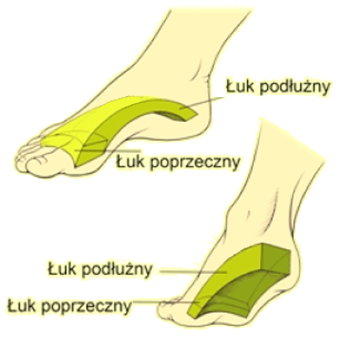 Płaskostopie podł i poprz vF.png